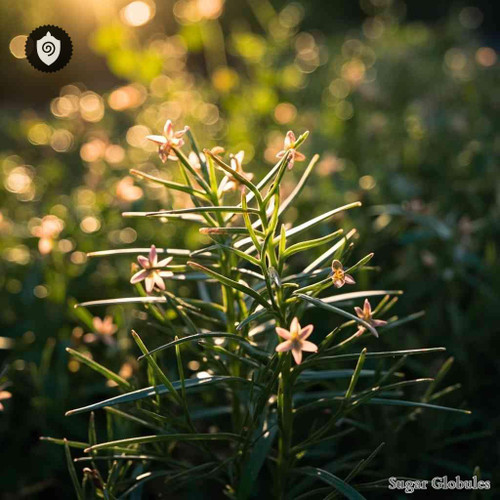 Diosma Lincaris sugar spheres in consistent orb form for energetic homeopathic (nonmedical) dry-form presentation and storage