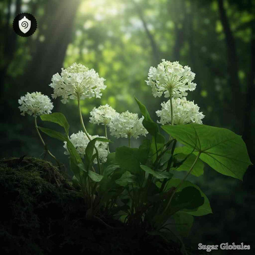 Diphylleia Cymosa sugar granules in spherical form for energetic homeopathic (nonmedical) dry presentation and standard packaging