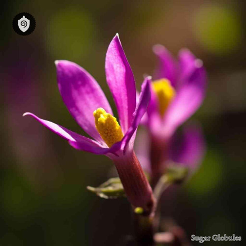 Dodecatheon Hendersonii sugar spheres in precise orb form for energetic homeopathic (nonmedical) dry-form presentation