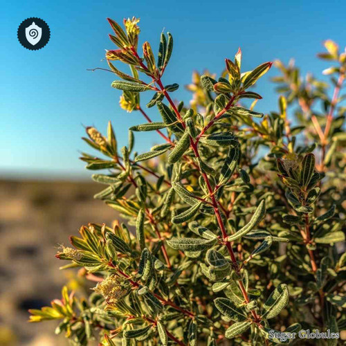 Dodonaea Viscosa sugar spheres in precise orb formation for energetic homeopathic (nonmedical) dry-form remedy display and storage