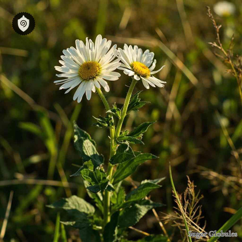 Doellingeria Umbellata sugar spheres in pellet form for energetic homeopathic (nonmedical) dry-form presentation and storage
