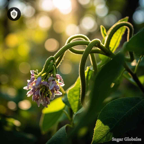 Dolichos Pruriens sugar granules in spherical form for energetic homeopathic (nonmedical) physical presentation and dry storage