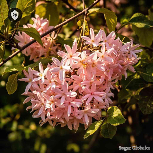 Dombeya Burgessiae sugar granules in uniform orb form for energetic homeopathic (nonmedical) dry storage and presentation purposes