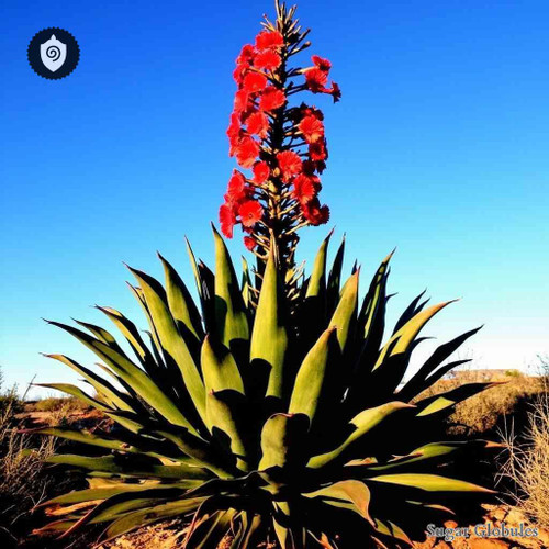 Doryanthes Palmeri sugar spheres in uniform granule form for energetic homeopathic (nonmedical) dry-form presentation