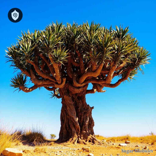 Dracaena Draco sugar granules in precise orb format for energetic homeopathic (nonmedical) dry storage and physical remedy presentation