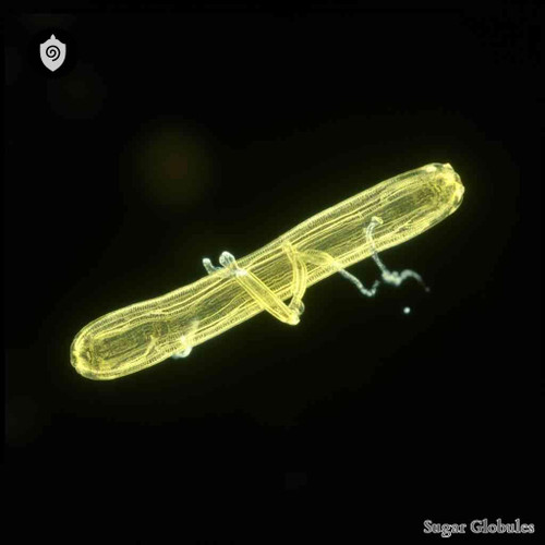 Dysenteriae Bacillus sugar spheres in granule form for energetic homeopathic (nonmedical) pellet presentation and uniform storage