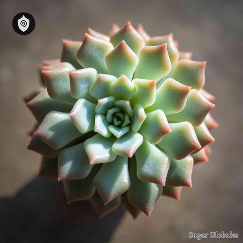 Echeveria Minima sugar spheres in consistent orb format for energetic homeopathic (nonmedical) dry-form presentation and storage