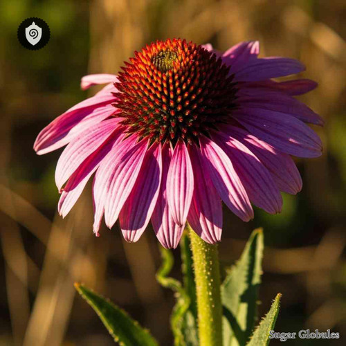 Echinacea Purpurea sugar spheres in orb shape for energetic homeopathic (nonmedical) dry-form packaging and physical remedy presentation