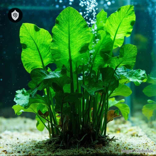 Echinodorus Macrophyllus sugar spheres in pellet format for structured energetic homeopathic (nonmedical) dry-form arrangement