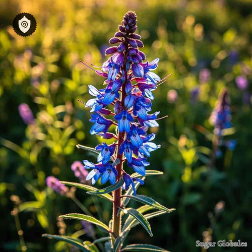 Echium Vulgare sugar spheres in precise pellet form for energetic homeopathic (nonmedical) dry formulation and storage