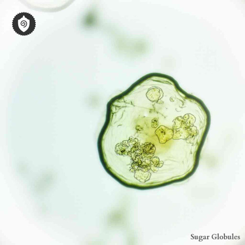 Eimeria Spec sugar granules in orb form for energetic homeopathic (nonmedical) remedy presentation and compact dry storage