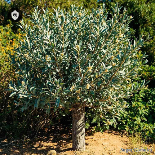 Elaeagnus Angustifolia sugar granules in orb format for energetic homeopathic (nonmedical) dry-form presentation and storage