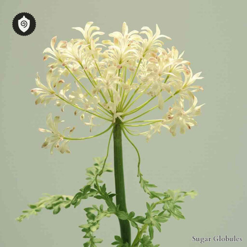 Elaeoselinum Asclepium sugar granules in compact orb shape for standard energetic homeopathic (nonmedical) physical presentation