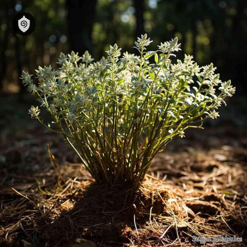 Elephantorrhiza Burchellii sugar granules in precise orb format for energetic homeopathic (nonmedical) dry-form presentation and storage