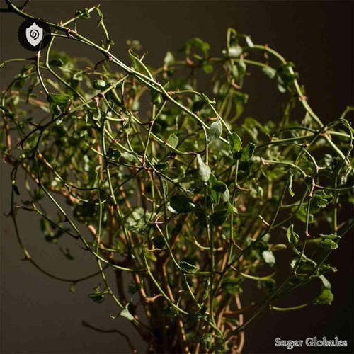 Eleutherococcus Divaricatus sugar spheres in pellet form for energetic homeopathic (nonmedical) dry-form presentation and storage