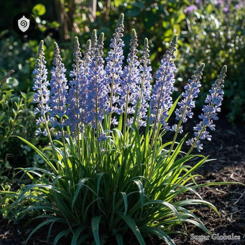 Elsholtizia Stauntonii sugar spheres in uniform orb format for energetic homeopathic (nonmedical) dry-form presentation