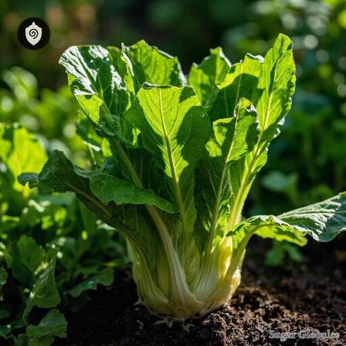 Endivia Sativa sugar spheres in uniform orb form for energetic homeopathic (nonmedical) dry-form presentation and storage