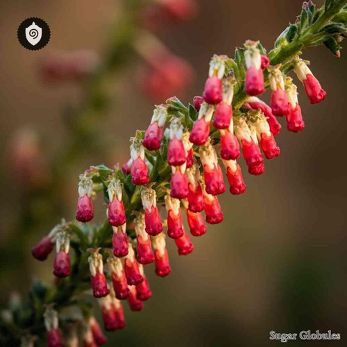 Epacris Longiflora sugar spheres in compact orb presentation for energetic homeopathic (nonmedical) dry-form physical product display