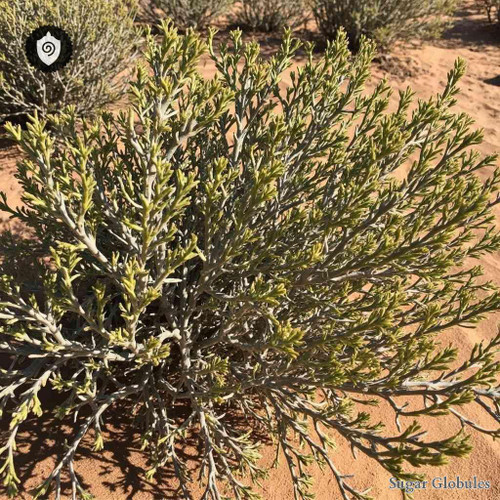 Ephedra Vulgaris sugar spheres in compact pellet form for precise energetic homeopathic (nonmedical) dry-format presentation