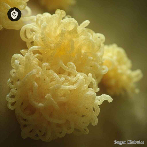 Epidermophyton Floccosum sugar granules in spherical form for energetic homeopathic (nonmedical) dry-format presentation and storage