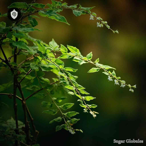 Eppalage Anemonifolia sugar spheres in uniform orb format for energetic homeopathic (nonmedical) dry-form presentation