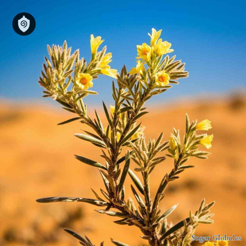 Eremophia Microtheca sugar granules in precise orb format for energetic homeopathic (nonmedical) dry-form dosing and storage