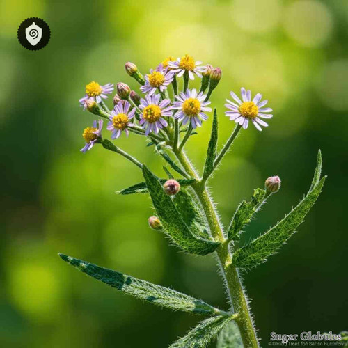 Erigeron Canadense sugar granules in spherical form for energetic homeopathic (nonmedical) dry-form presentation and storage