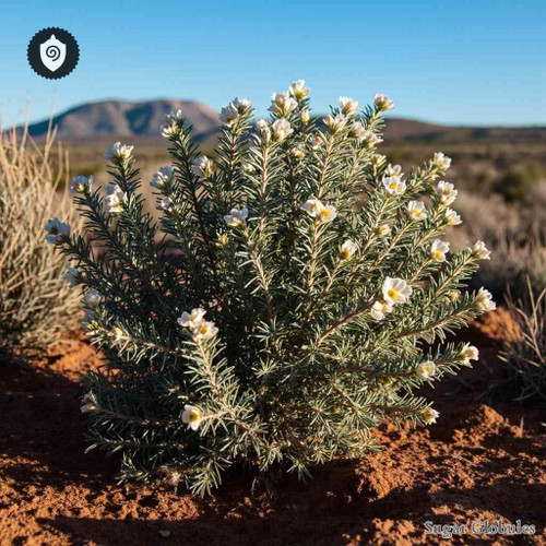 Eriocephalus Africanus sugar spheres in compact granule format for energetic homeopathic (nonmedical) dry-form presentation