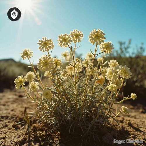 Eriogonum Jamesii sugar spheres in precise pellet form for energetic homeopathic (nonmedical) dry-form physical presentation