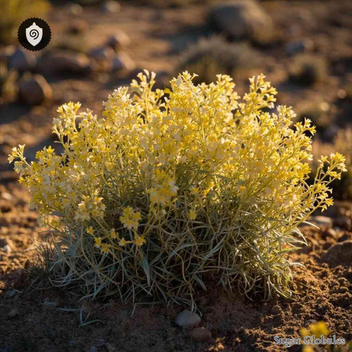 Eriogonum Umbellatum sugar granules in orb format for standard energetic homeopathic (nonmedical) dry-form presentation