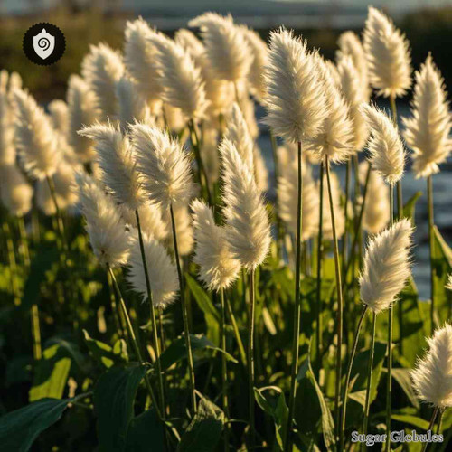 Eriophorum Latifolium sugar spheres in precise orb form for energetic homeopathic (nonmedical) dry-form presentation and storage