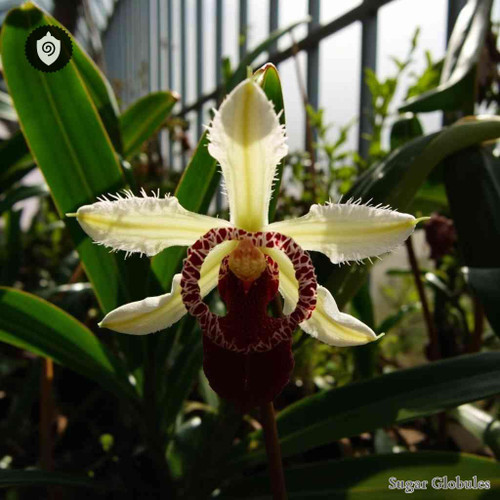 Eriopsis Biloba sugar granules in spherical form for energetic homeopathic (nonmedical) physical remedy presentation