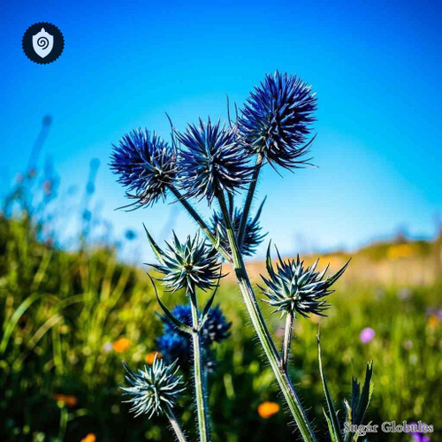 Eryngium Campestre sugar spheres in consistent orb shape for energetic homeopathic (nonmedical) dry-form presentation
