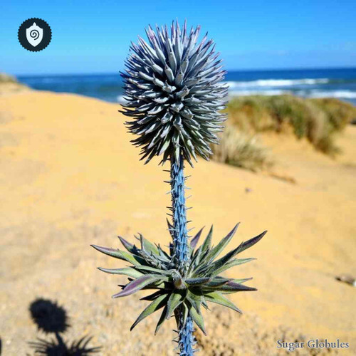 Eryngium Maritinum sugar spheres in dry orb form for energetic homeopathic (nonmedical) physical remedy display