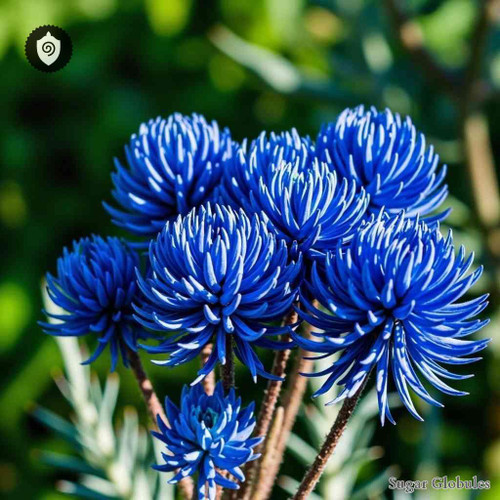 Eryngium Planum sugar spheres in precise orb form for energetic homeopathic (nonmedical) dry-form arrangement and presentation