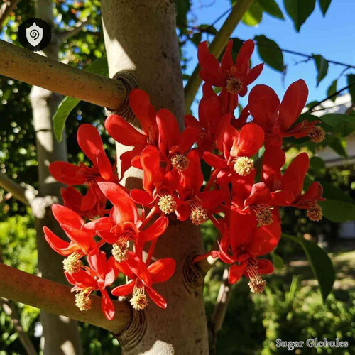 Erythrina Lysistemon sugar granules in spherical form for energetic homeopathic (nonmedical) solid-form presentation and storage