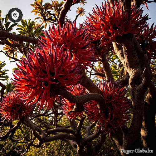 Erythrina Purpurascens sugar granules in spherical form for energetic homeopathic (nonmedical) physical remedy presentation