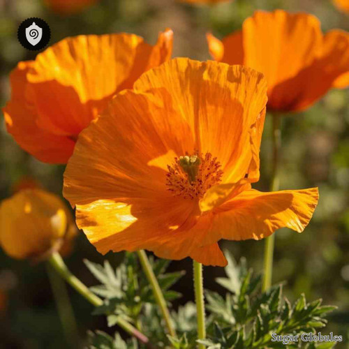 Eschscholtzia Californica sugar spheres in orb format for energetic homeopathic (nonmedical) physical remedy presentation