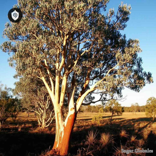 Eucalyptus Rostrata sugar spheres in uniform orb format for energetic homeopathic (nonmedical) dry-form presentation