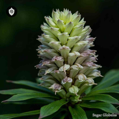Eucharis Comosa sugar spheres in uniform pellet form for energetic homeopathic (nonmedical) dry-form presentation and storage