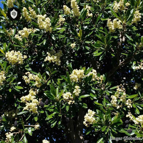 Euclea Natalensis sugar granules in compact orb format for energetic homeopathic (nonmedical) dry-form presentation and storage