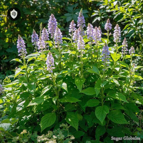 Eupatorium Aromaticum sugar spheres in granular form for energetic homeopathic (nonmedical) solid presentation and storage