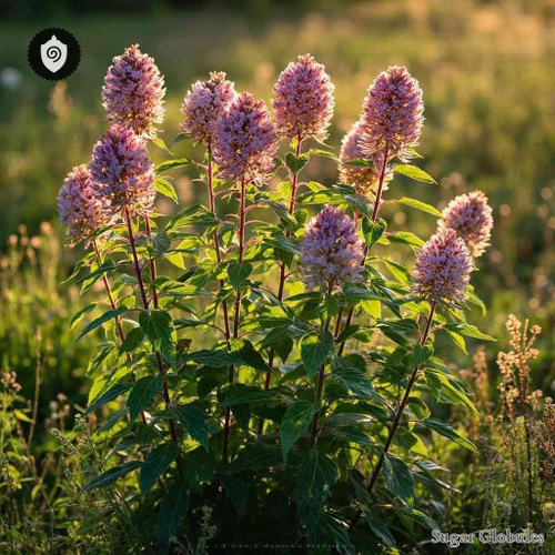 Eupatorium Purpureum sugar spheres in pellet form for energetic homeopathic (nonmedical) dry-form presentation and storage
