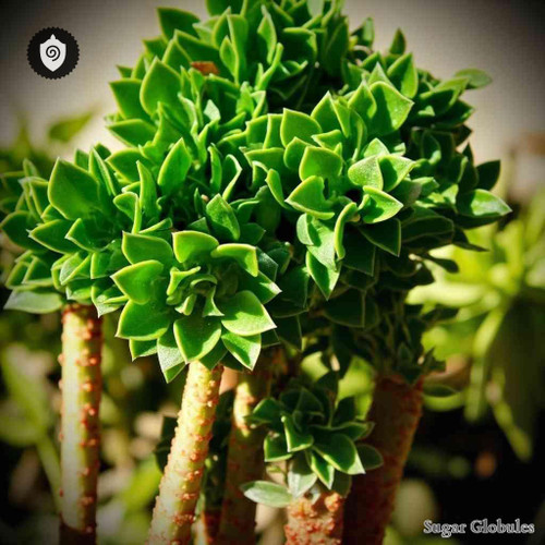 Euphorbia Amygdaloides sugar spheres in orb format for energetic homeopathic (nonmedical) product presentation and dry storage