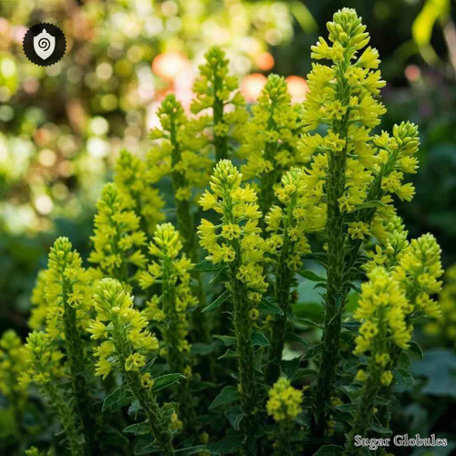 Euphorbia Characias sugar spheres presented in consistent orb form for energetic homeopathic (nonmedical) dry storage and handling