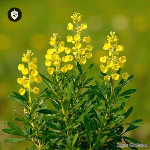 Euphorbia Esula sugar spheres in precise orb format for standardized energetic homeopathic (nonmedical) dry-form presentation