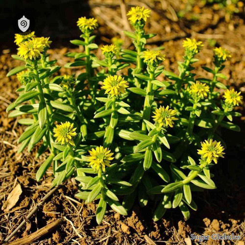 Euphorbia Helioscopia sugar spheres in consistent orb form for energetic homeopathic (nonmedical) dry-form presentation