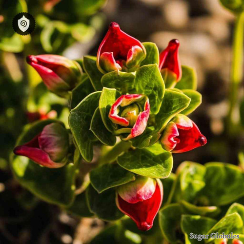 Euphorbia Heterophylla sugar spheres in compact orb form for energetic homeopathic (nonmedical) dry-format presentation