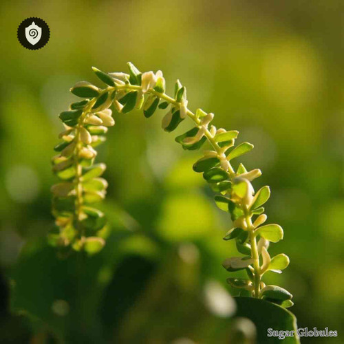 Euphorbia Hypericifolia sugar spheres in precise orb format for energetic homeopathic (nonmedical) dry-form presentation
