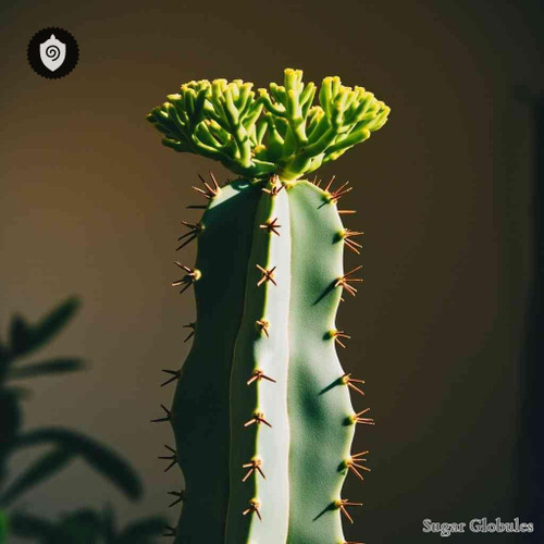 Euphorbia Lactea sugar spheres in consistent orb shape for energetic homeopathic (nonmedical) dry-form presentation and storage